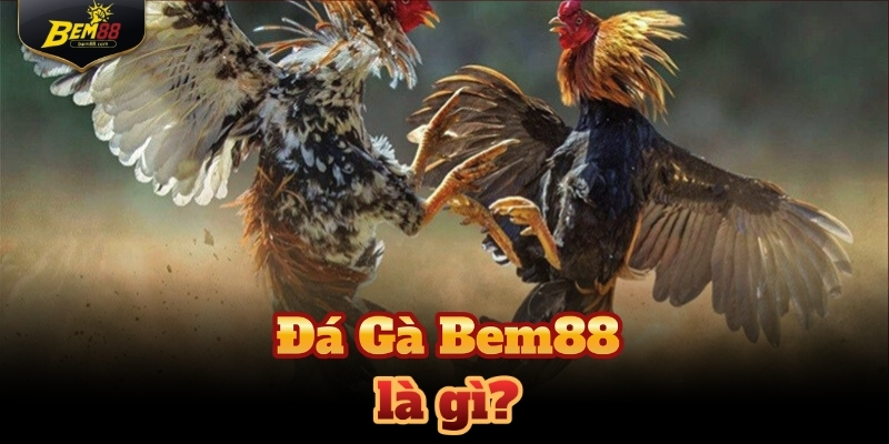 Đá gà Bem88 được nhiều người chơi tại Việt Nam yêu thích