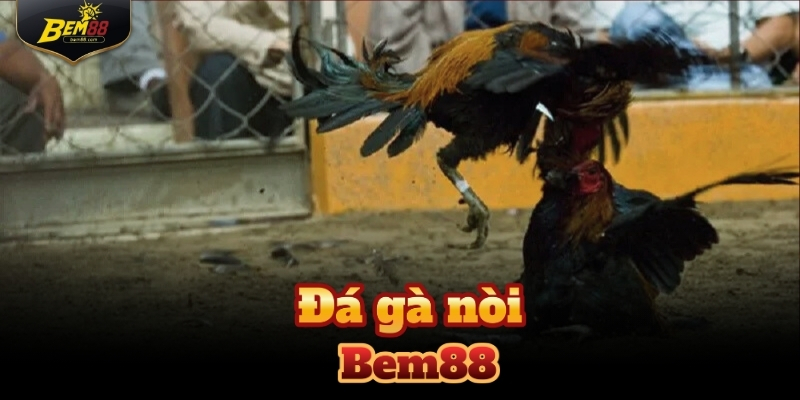 Đá gà Bem88 nòi là hình thức được nhiều người yêu thích nhất năm 2025