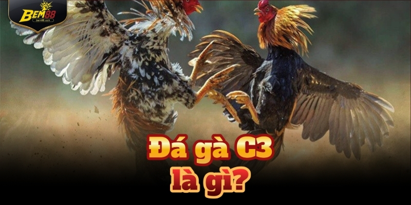 Đá gà C3 được hiểu là cấp bậc hoặc thể thức thi đấu cụ thể trong hệ thống chọi kê
