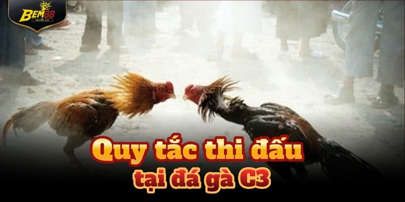 Hình thức thi đấu của đá gà C3 được thiết kế đơn giản phù hợp mọi đối tượng