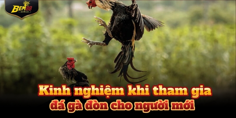 Việc áp dụng chiến lược đá gà đòn hợp lý sẽ giúp tối ưu cơ hội chiến thắng