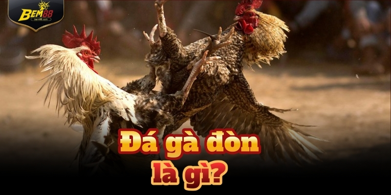 Đá gà đòn được xem là một trong những hình thức thi đấu hấp dẫn bậc nhất